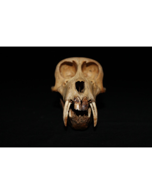 Authentic Macaca Fascicularis Skull – Early 1900s Tribal Trophy | Verified Natural History Artifact