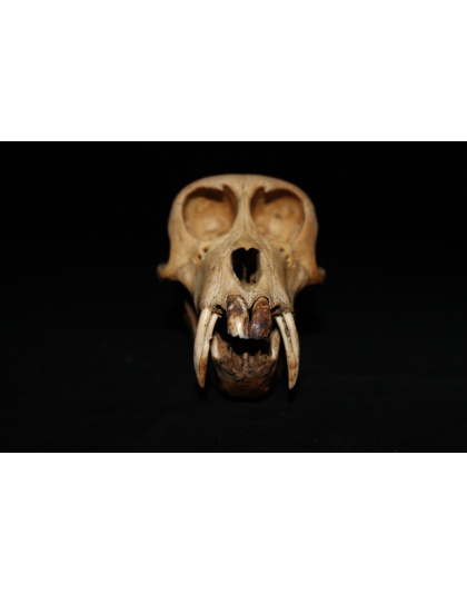 Authentic Macaca Fascicularis Skull – Early 1900s Tribal Trophy | Verified Natural History Artifact